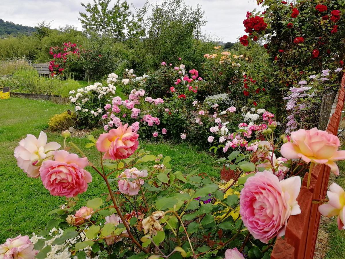 Fox Heaven B&B Carrickfergus Bagian luar foto