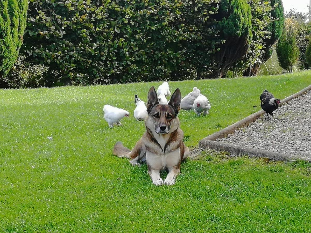 Fox Heaven B&B Carrickfergus Bagian luar foto