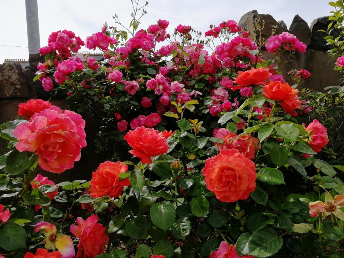 Fox Heaven B&B Carrickfergus Bagian luar foto